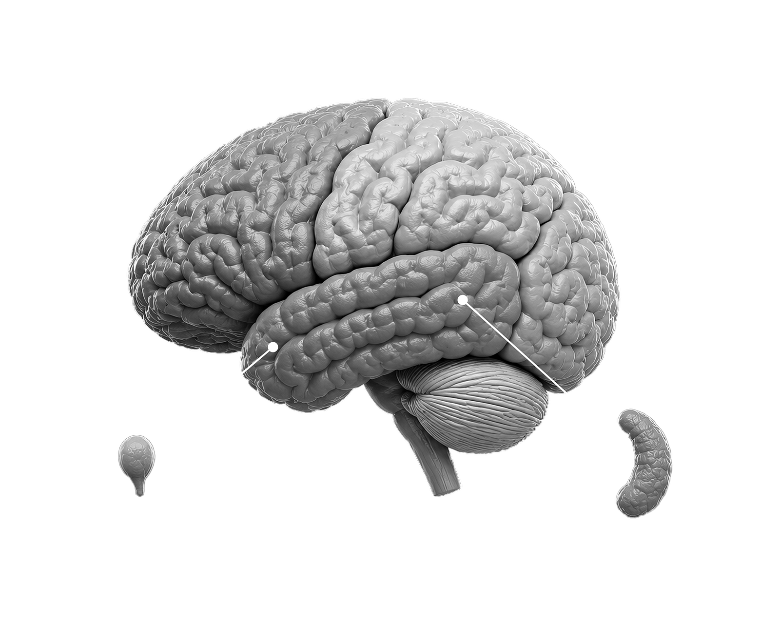 Cervello umano: vista anatomica delle aree principali.